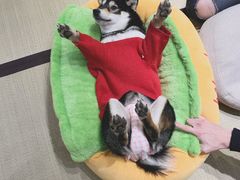 -逗柴咖啡屋·狗咖猫咖宠物桌游