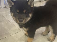 -柴犬小屋·柴餐厅·狗咖食堂(金鼎广场店)