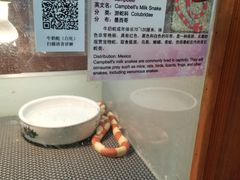 -上海大自然野生昆虫馆(东方明珠·爬宠昆虫探索中心)