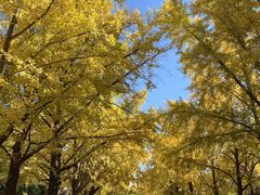 -三里屯东五街银杏大道