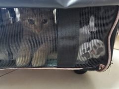 -宠福鑫康馨动物医院·骨科·眼科