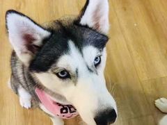 -Husky Go! 哈士奇体验馆·宠物咖啡厅狗咖