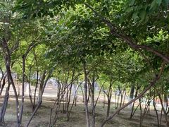 -泰丰公园
