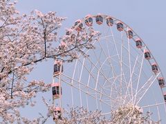 -顾村公园