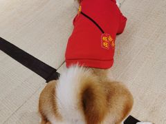 -逗柴咖啡屋·狗咖猫咖宠物桌游
