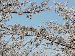 -高东镇樱花园