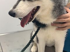 -more than meow吴止猫主题餐厅(承德 中船汇店)