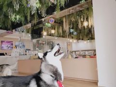 -Husky Go! 哈士奇体验馆·宠物咖啡厅狗咖