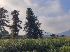 -龙坞茶村