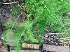 -墨尔本皇家植物园