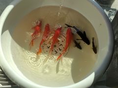 -嘉陵楼馋嘴城(簋街总店)