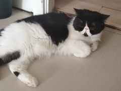 -平行世界·猫咖(首经贸店)