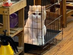 -志龙皇冠吃货椰子铺