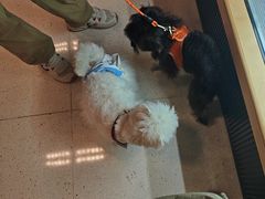 -帕帕拉兹宠物(亚洲旗舰店)