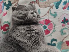 -我爱猫咪·猫咖·狗咖·安哥拉兔·羊驼咖(小寨华旗店)