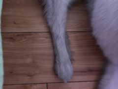 -北京恒爱动物医院(清景园分院)