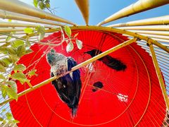 -品德宏·孔雀宴的发源地(金塔园店)