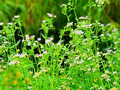 -桤木河湿地公园