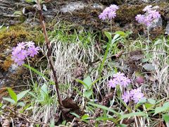 -天燕原始生态旅游区-天门垭景区