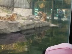 -深圳野生动物园