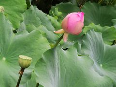 -成都杜甫草堂博物馆