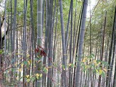 -上海佘山国家森林公园西佘山园