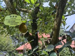 -云南勐巴娜西珍奇园
