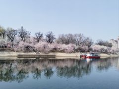 -桃花堤公园