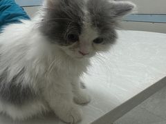 -中农国际动物医院24小时·猫科·骨科·急重症中心