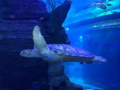 -多彩贵州城极地海洋世界