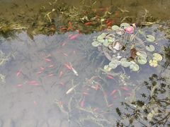 -重庆园博园