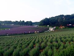 -大塘金香草谷