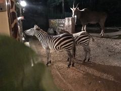 -清迈夜间动物园