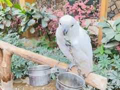 -南宫五洲植物乐园