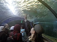 -悉尼海洋生物水族馆