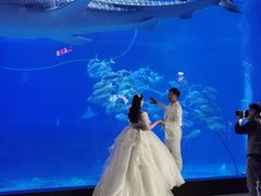 -烟台海昌鲸鲨海洋公园