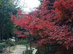 -郑州植物园