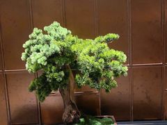 -唐御宴•御宴宫•唐代菜点(芙蓉西路店)