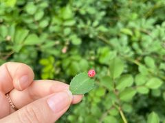 -火炉山森林公园