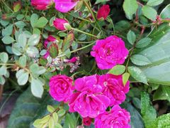 -蜜蜂园花园餐厅