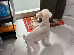 -德元·美联众合24小时动物医院(总院)