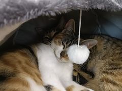 -觅福里•熟成和牛餐厅
