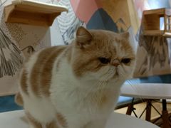 -滚猫咖啡·猫咖·猫友好撸猫(未来城店)
