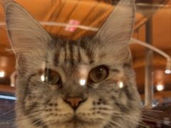 -米乐乖乖猫咪咖啡馆·猫咖(深圳湾后海汇店)