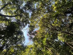 -广州市帽峰山景区