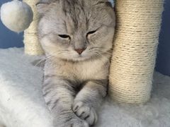 -喵的天空名猫咖啡馆·撸猫·猫舍·用品