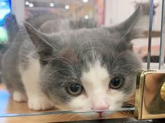 -袖虎·猫馆(体育西路店)