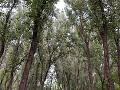 -森林公园(尖草坪区)