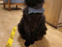 -藏猫猫咖啡主题馆(中央大道店)