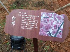 -天适樱花悠乐园